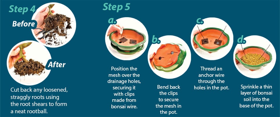 Bonsai Potting Guide Step 4 & 5