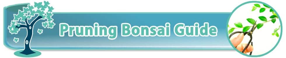 Pruning bonsai guide