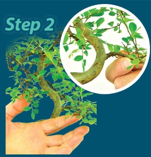 Pruning step 2