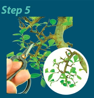 Bonsai pruning guide step 5