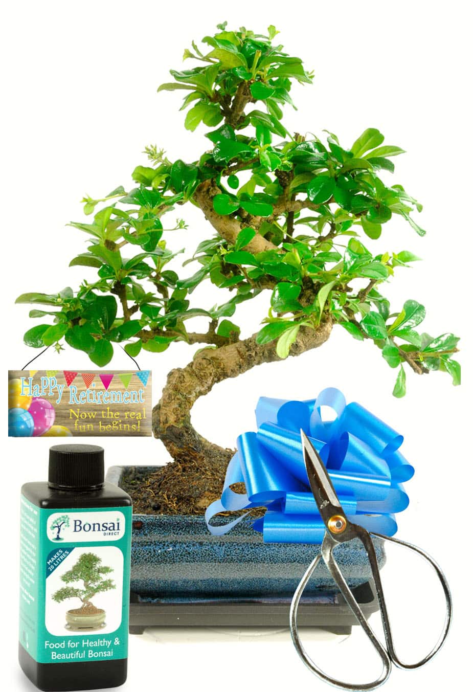 Retirement bonsai for sale UK