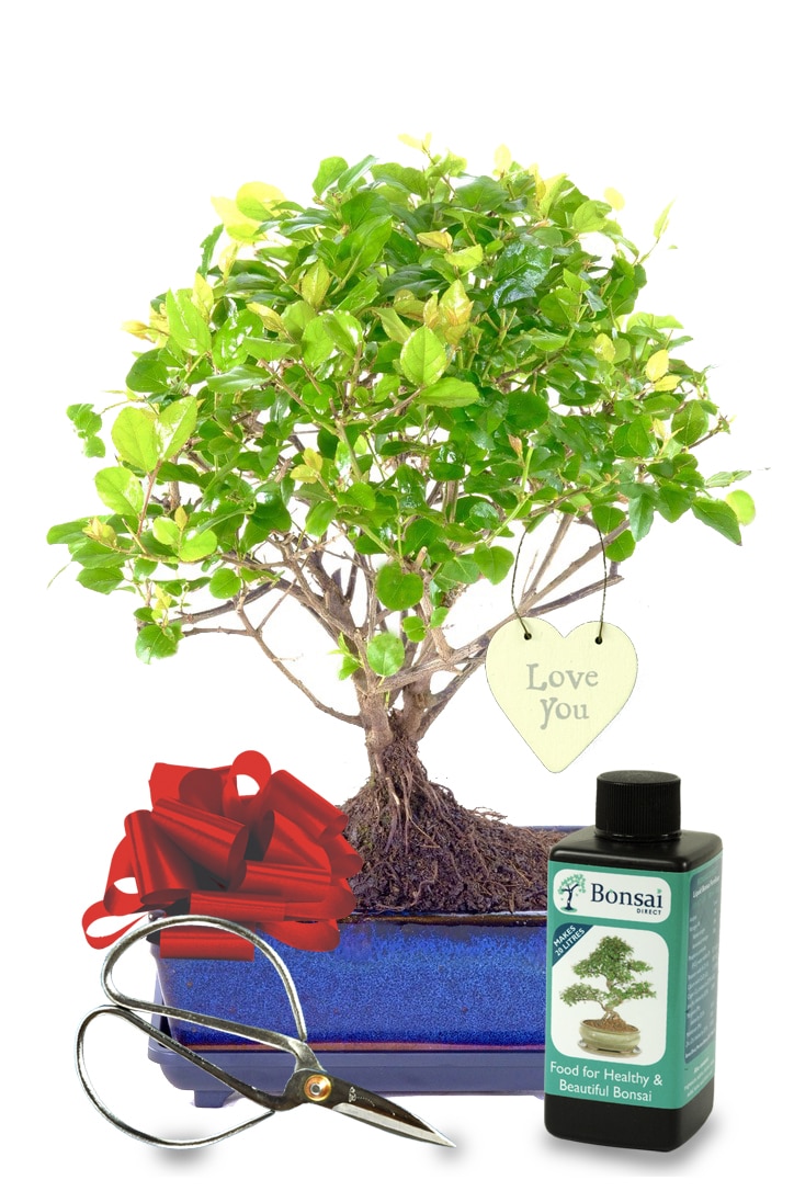 Fruiting Chinese Sweet Plum Love You bonsai gift UK