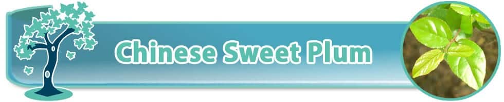 Chinese Sweet Plum (Sageretia theezans) indoor bonsai tree