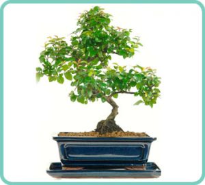 Example of Chinese Sweet Plum Bonsai