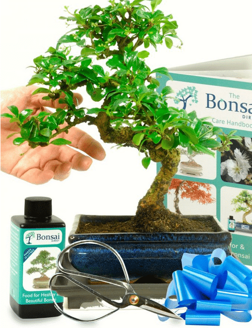 mid sized flowering beginners indoor bonsai kit
