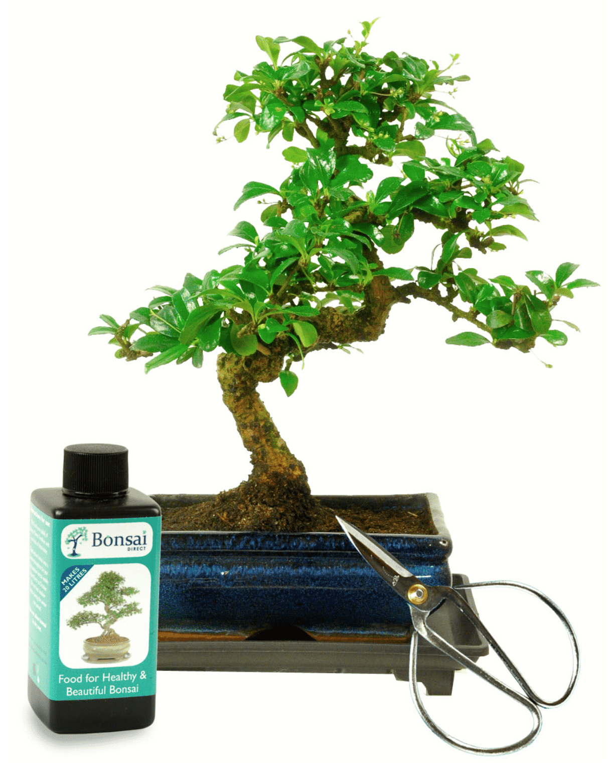 Beautiful bonsai tree kit for the office