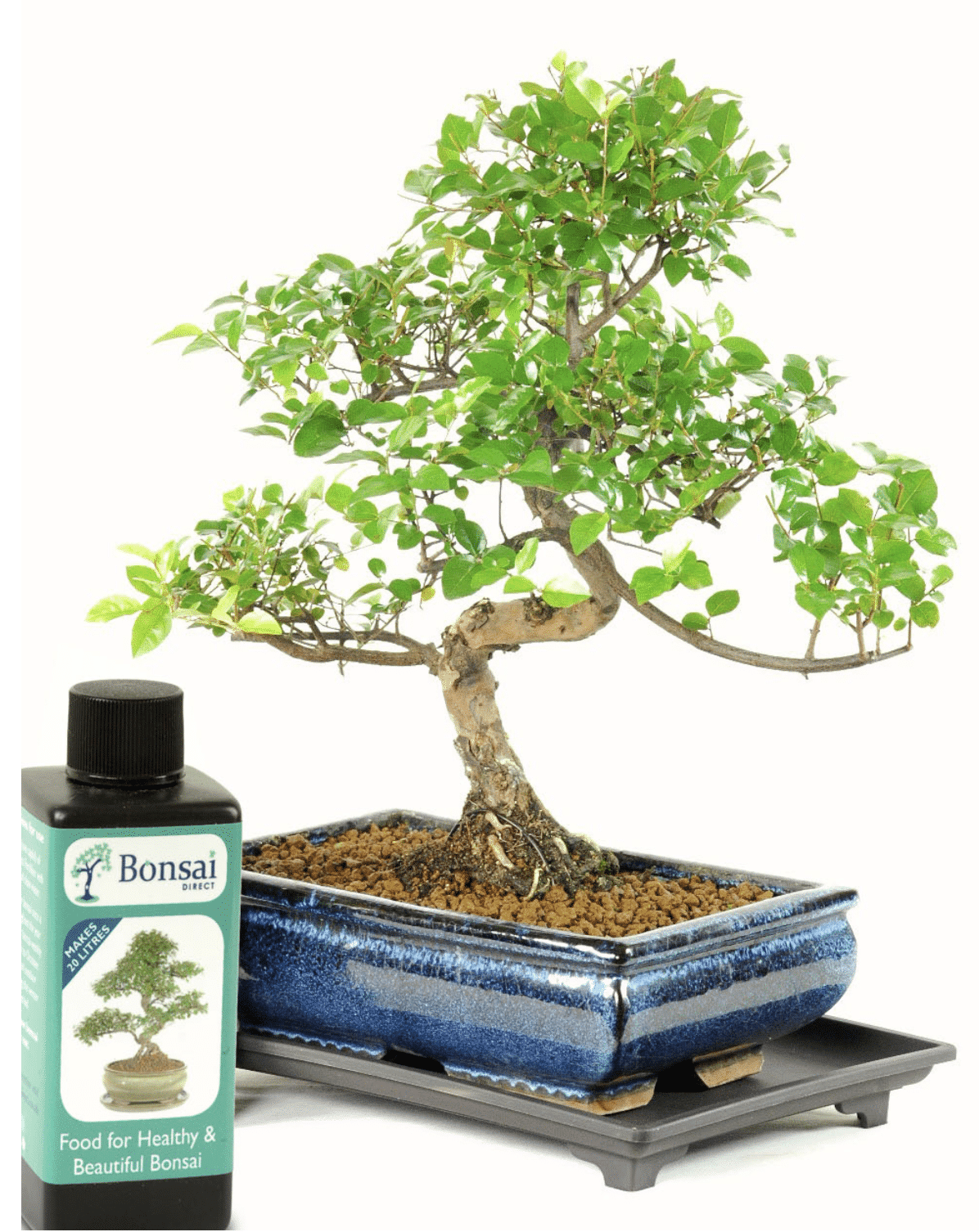 Bonsai tree for the office with feed & tray