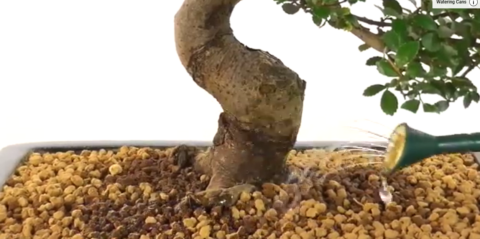 Overwatering bonsai tree symptoms
