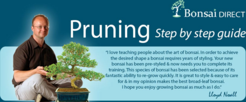 Pruning guides