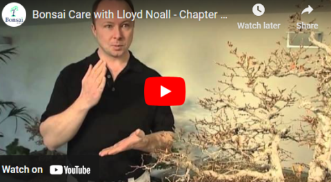 Bonsai Direct DVD videos - Bonsai Tree tutorials