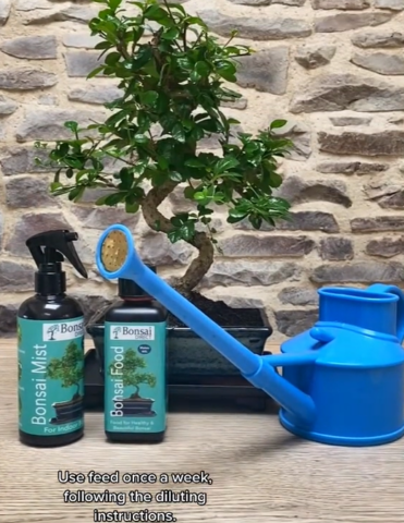 How to feed a bonsai tree