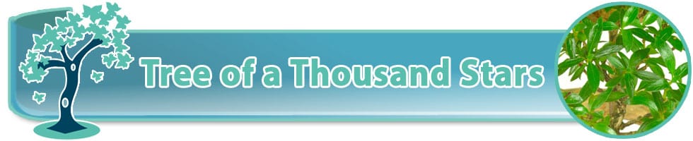 Tree of a Thousand Stars (Serissa foetida) indoor bonsai trees