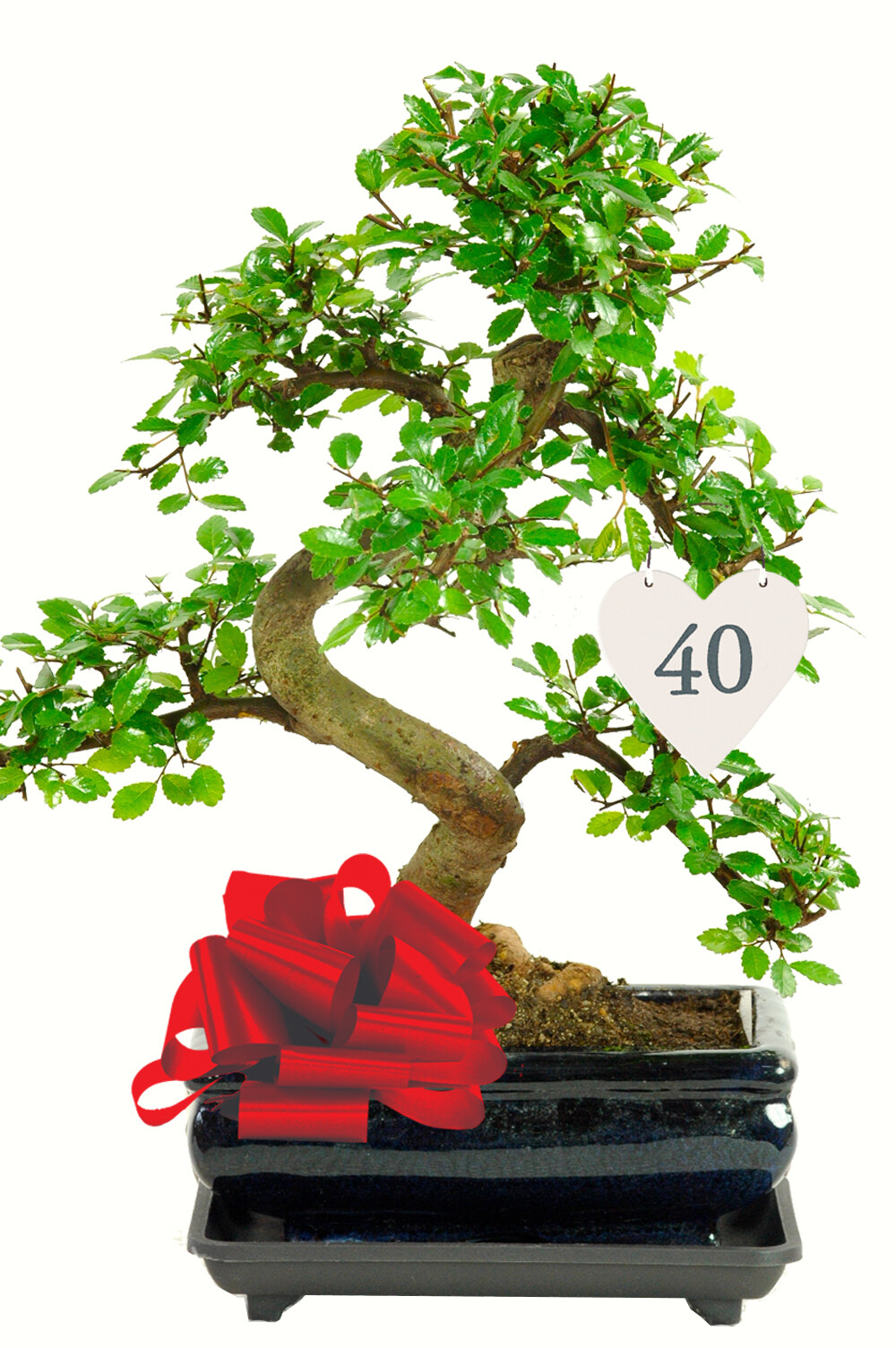 16th, 18th, 21st, 30th, 40th, 50th, 60th, 70th or 80th Significant Birthday Bonsai Gift