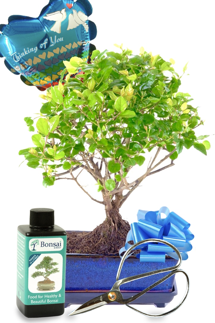 Fruiting Chinese Sweet Plum indoor bonsai thinking of you gift UK