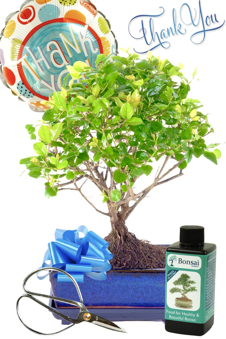 Fruiting Chinese Sweet Plum indoor bonsai thank you gift UK