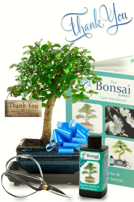 Thank you mini bonsai gift for indoors