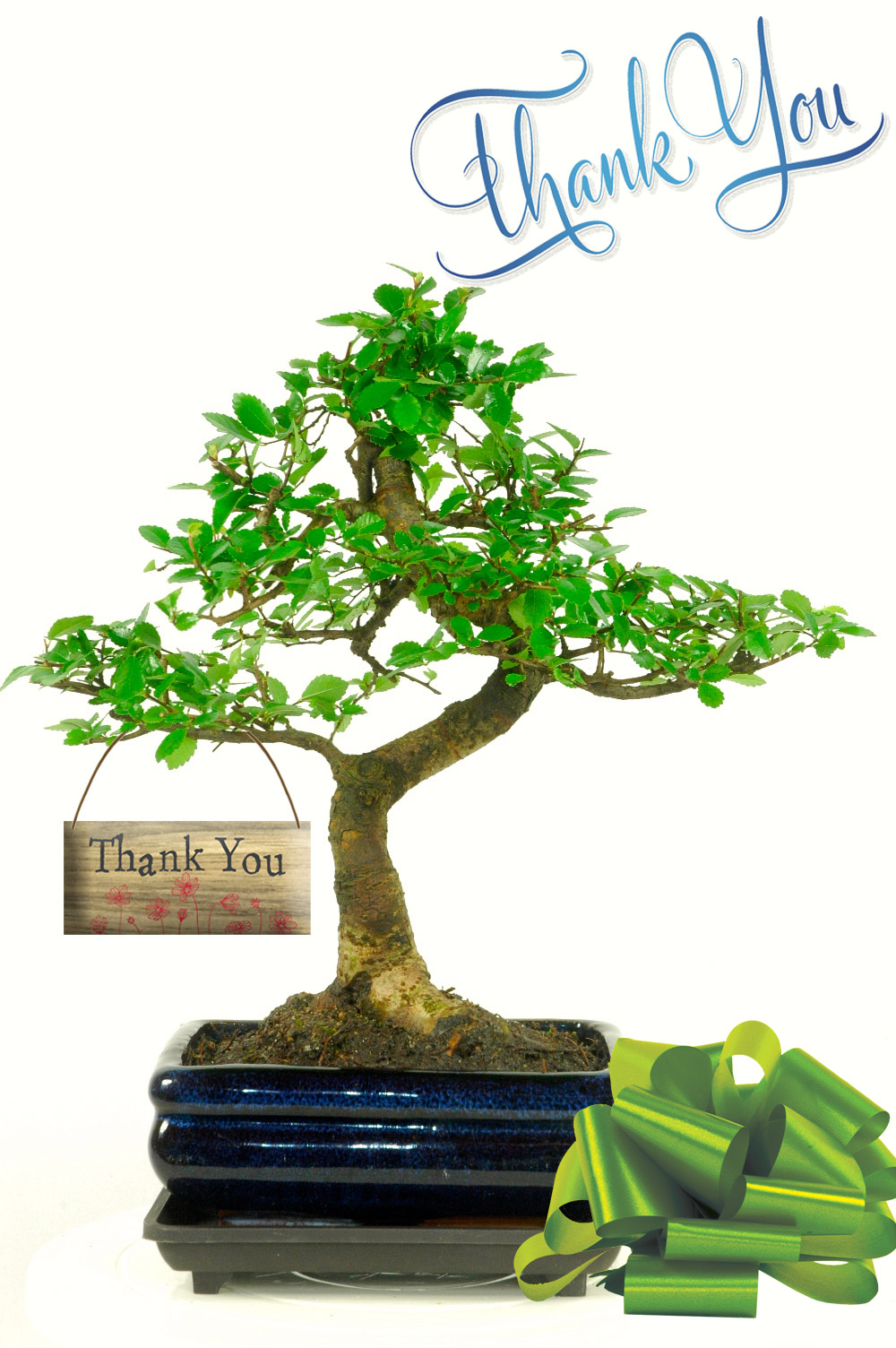 Twisty Chinese Elm thank you bonsai gift for sale