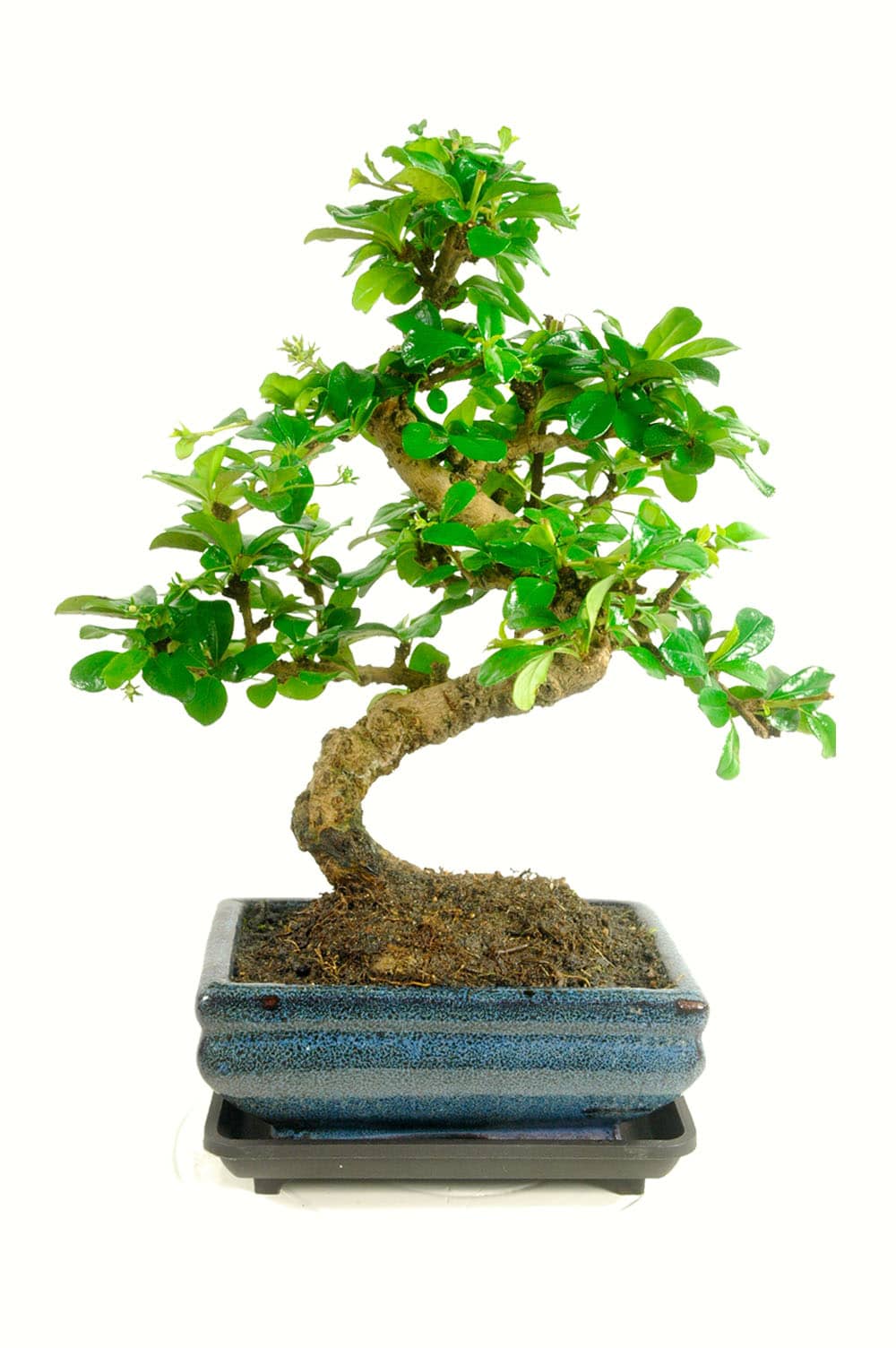 Beginners twisty flowering bonsai with white flowers