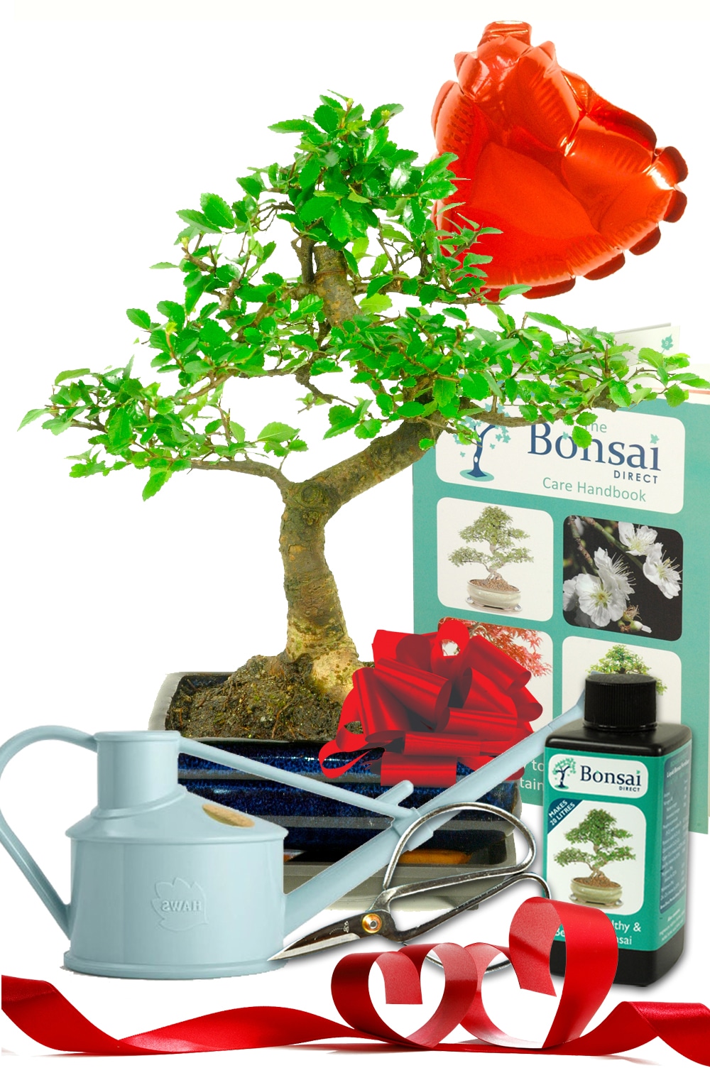 Perfect beginners Valentines Day Bonsai tree Gift