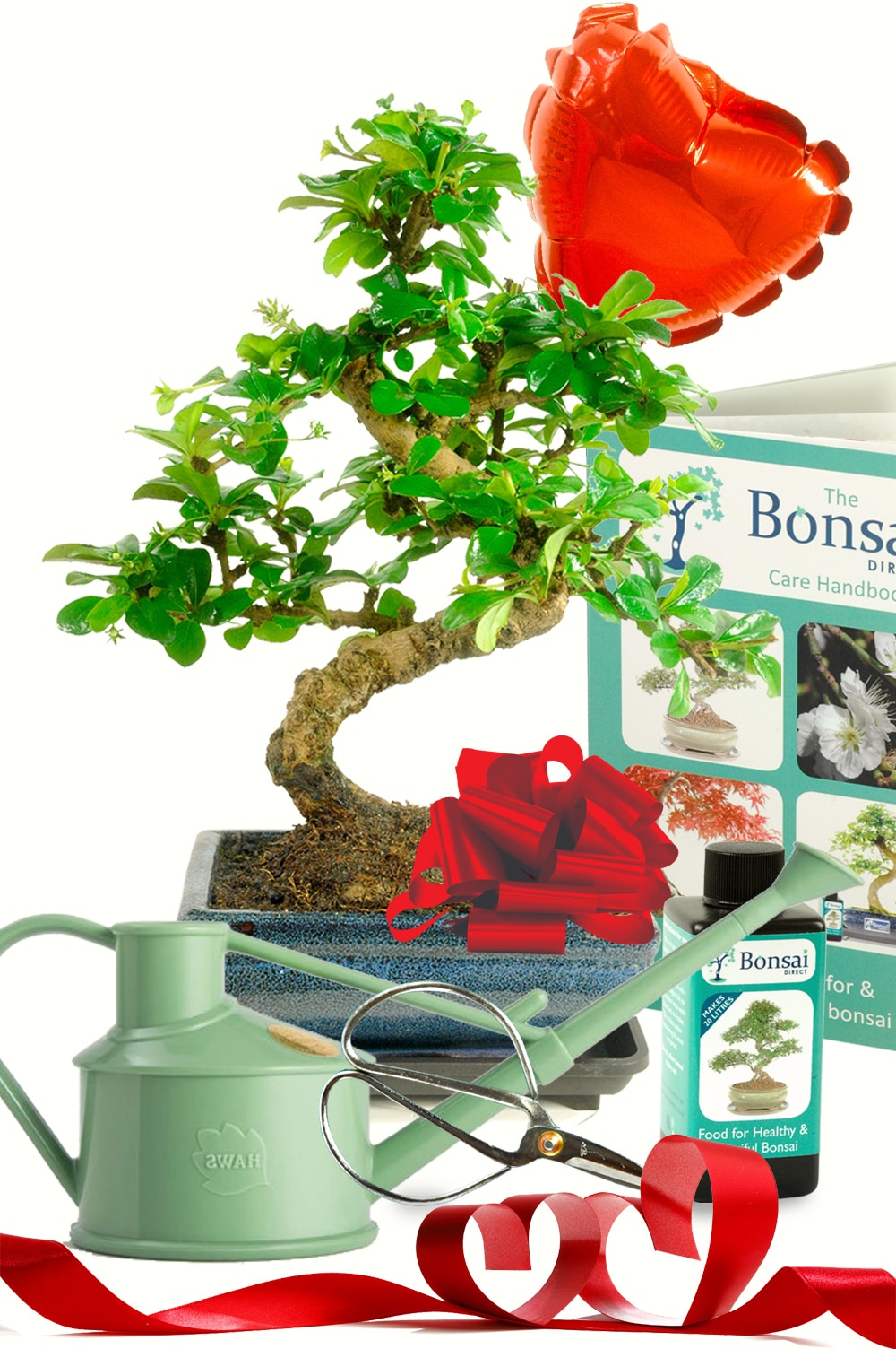 Sensational valentines bonsai starter kit
