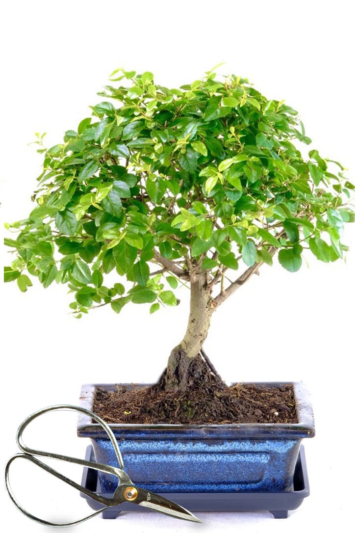 Mini Sweet Plum Indoor Bonsai