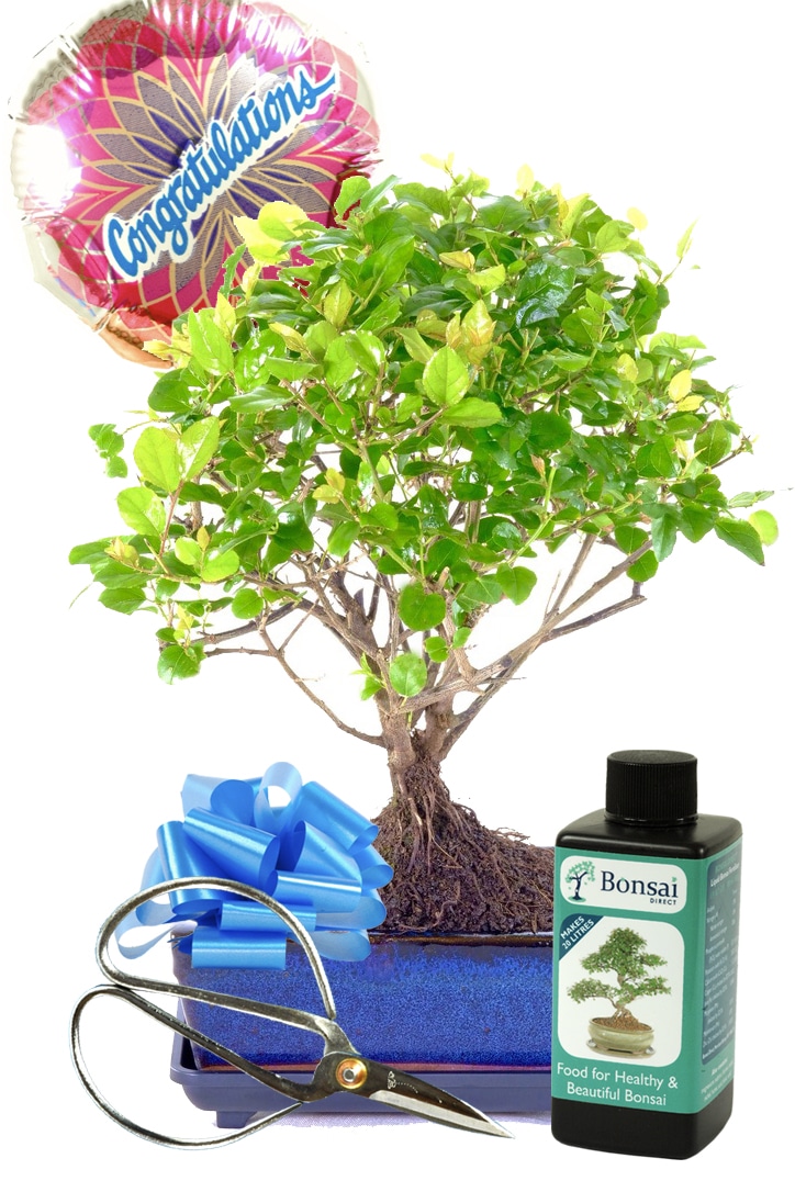 Fruiting Chinese Sweet Plum congratulations bonsai gift UK