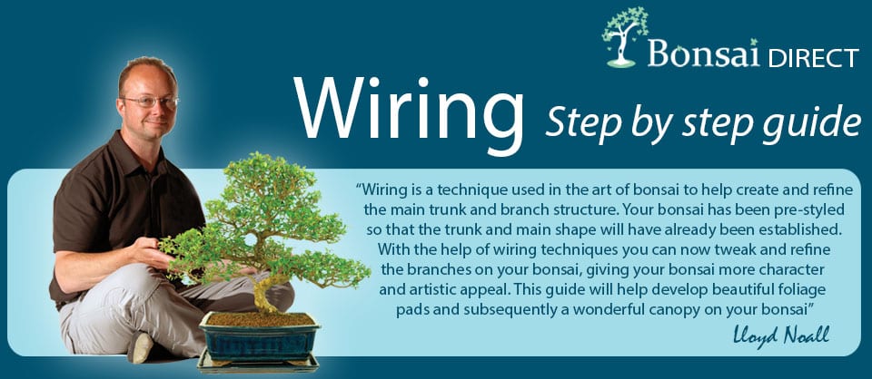How to wire a bonsai tree guide