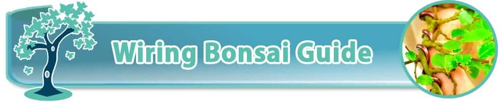 Wiring bonsai tree guide