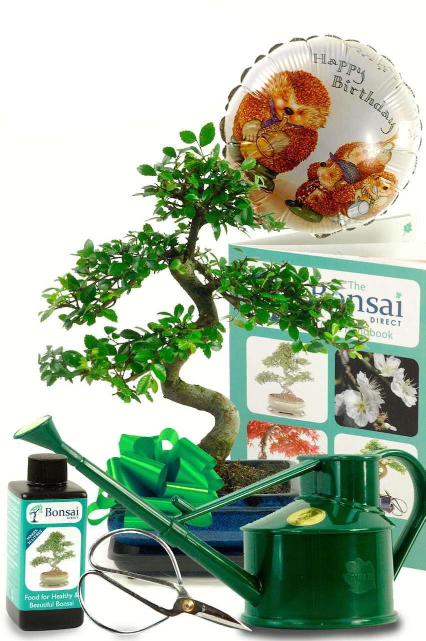 birthday balloon delivery with special bonsai birthday kit