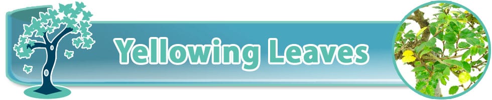 Yellow leaves on a bonsai tree