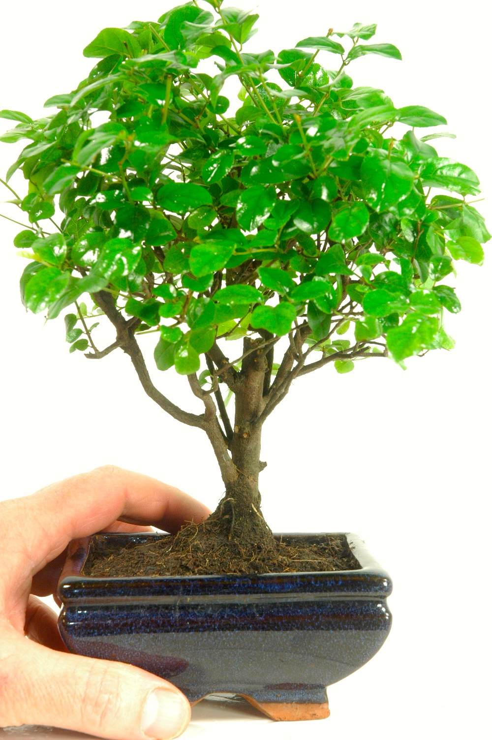 Basic Bonsai ~ Chinese Sweet Plum Bonsai