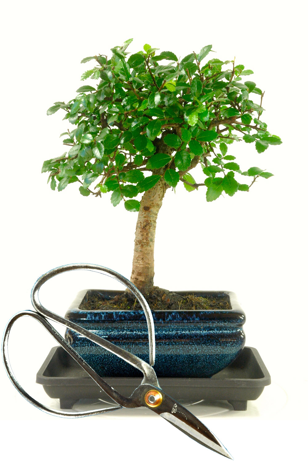 Basic Bonsai Kit