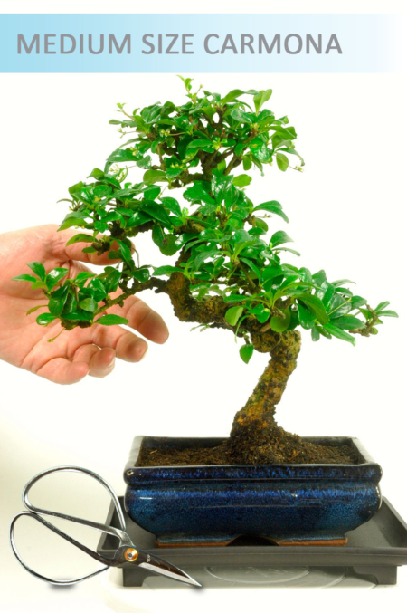 Carmona Bonsai with tray and scissors - Medium Sized Bonsai