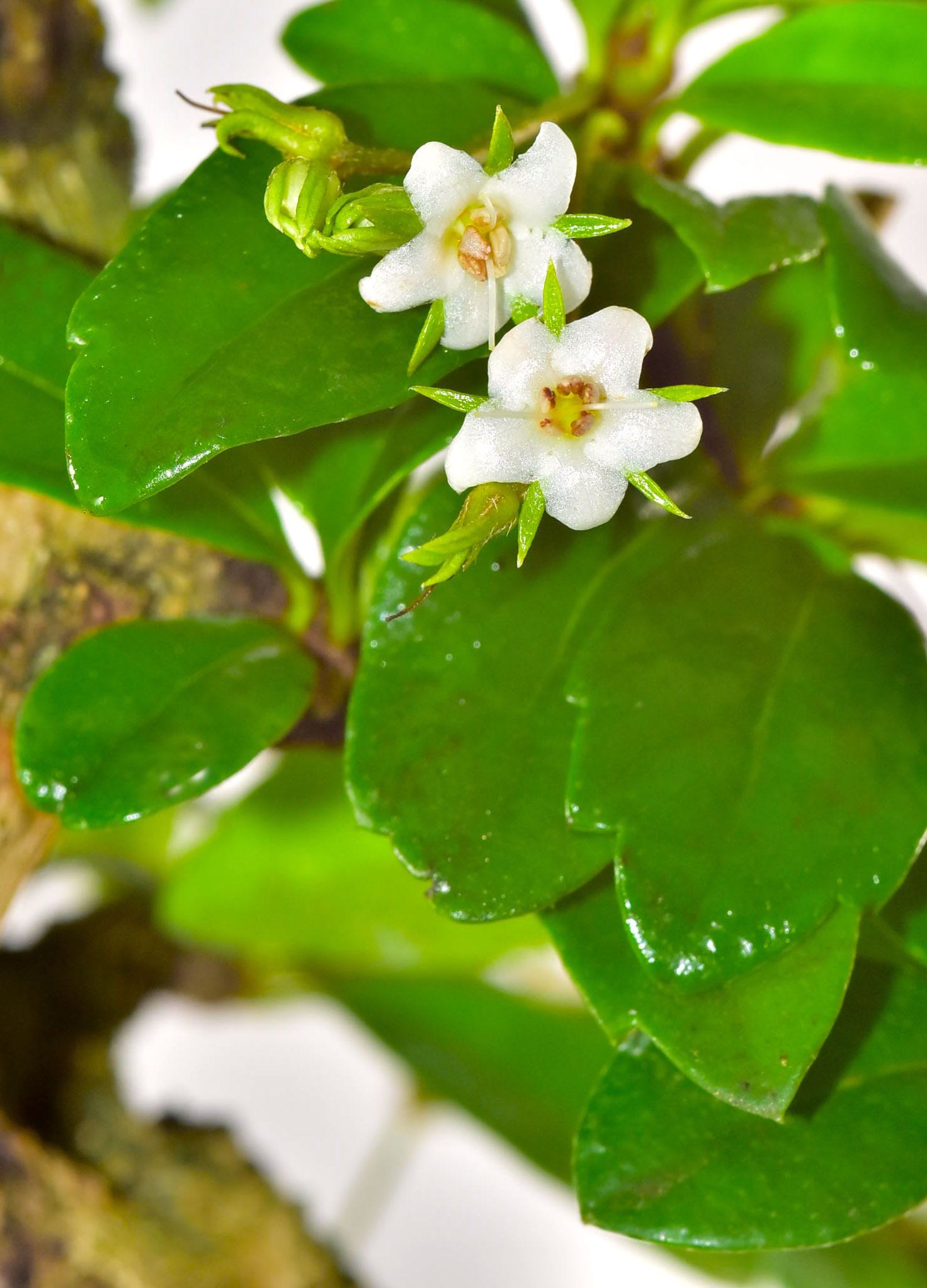 The glossy leaves and flowers of the Carmona bonsai