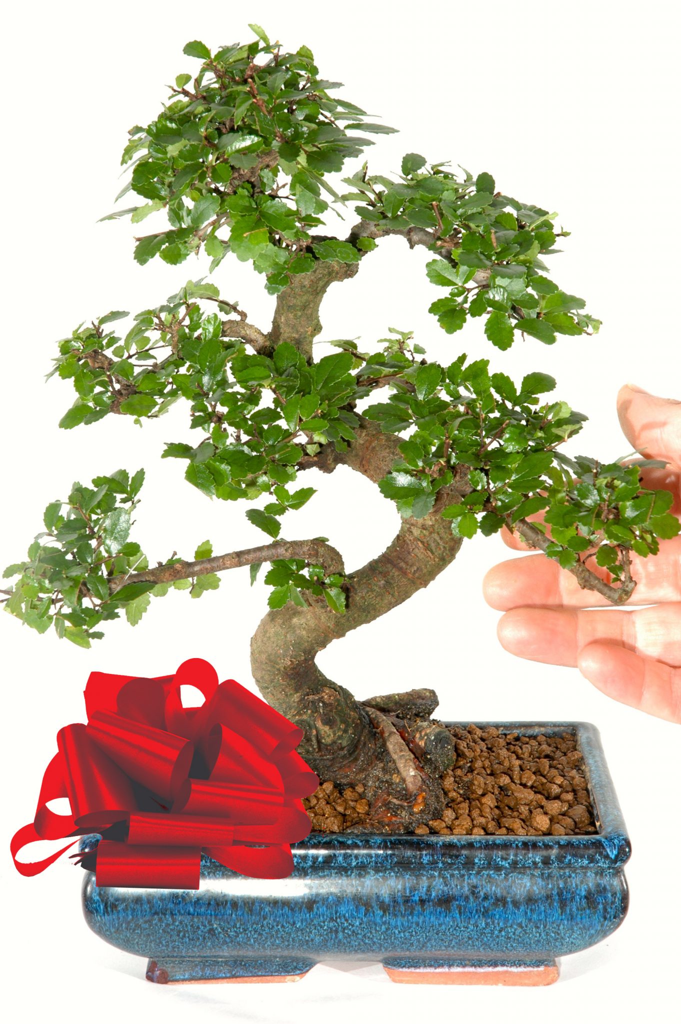 Chinese Elm ~ Indoor Bonsai (IDCE8) favourite