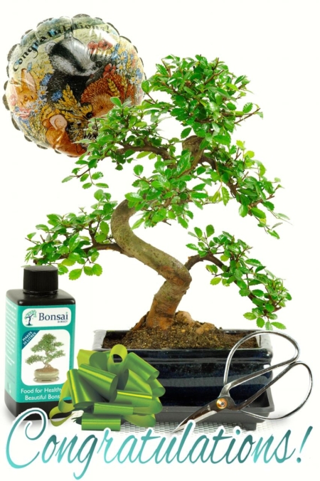 Beginners Chinese Elm Bonsai Congratulations Kit