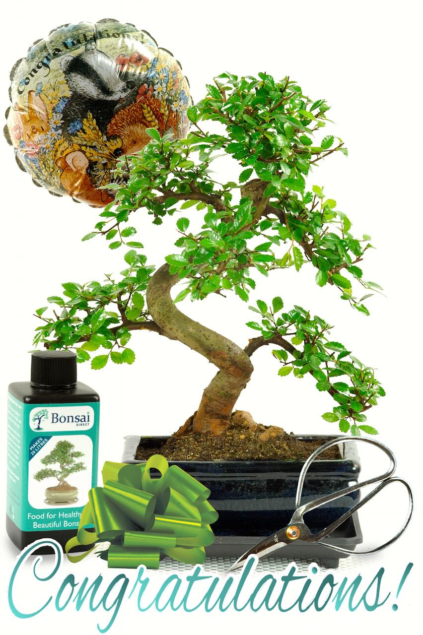 Beginners Chinese Elm Bonsai Congratulations Kit