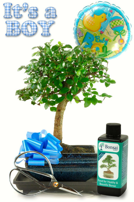 Congratulations Bonsai Gift - Baby Boy