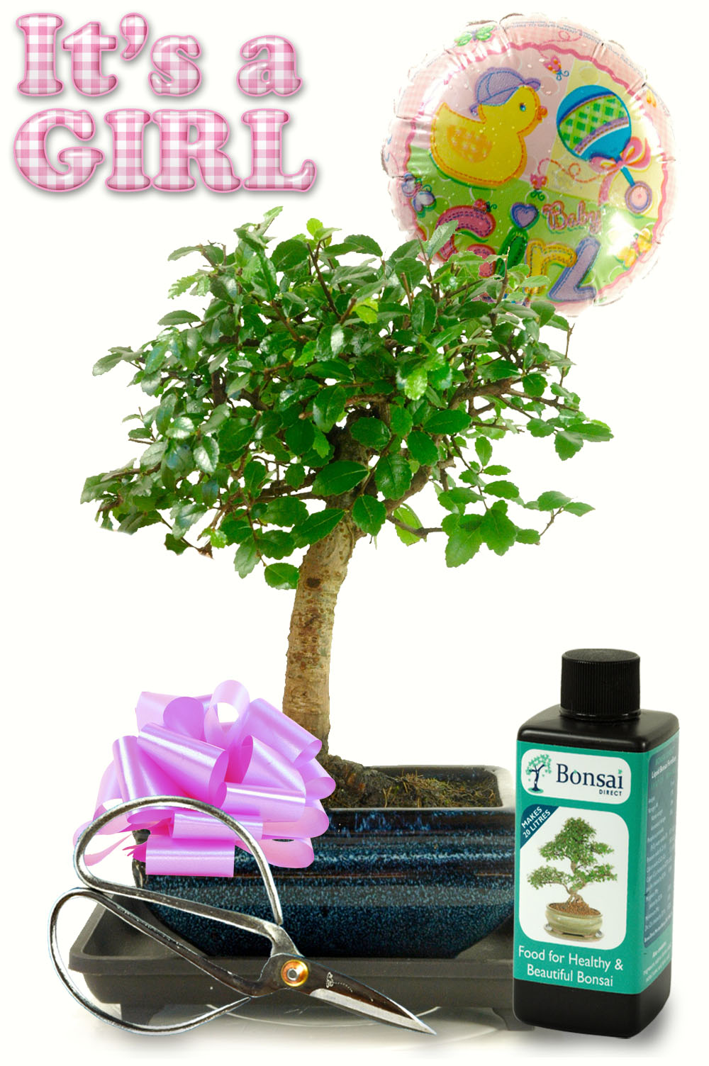 Congratulations Bonsai Gift - Baby Girl