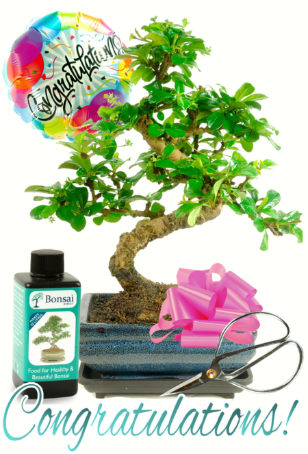 Many Congratulations Bonsai Gift Set