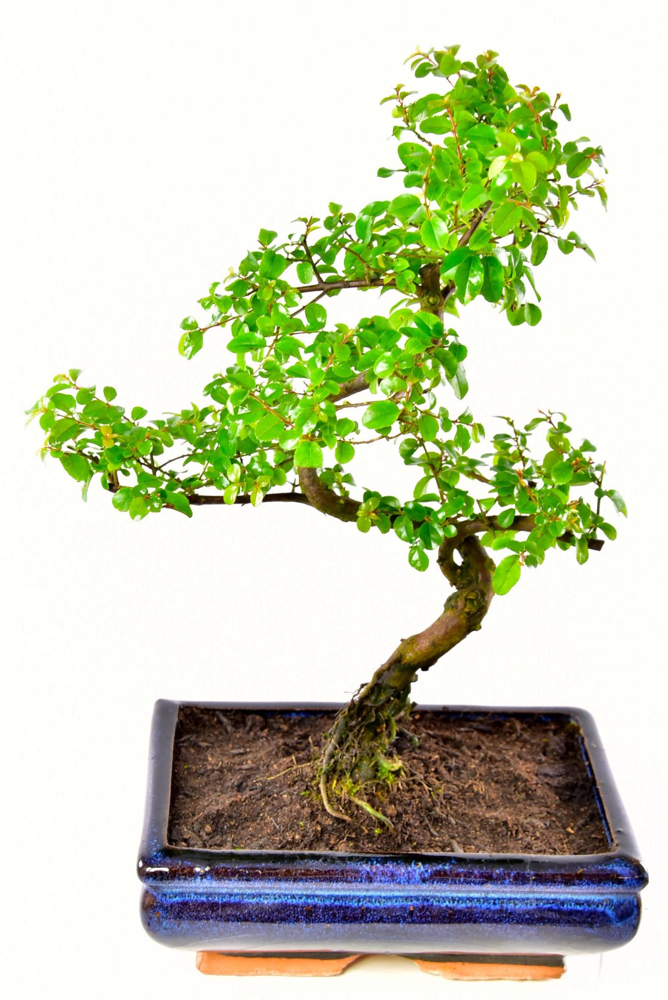 medium Chinese sweet plum bonsai with twisty trunk
