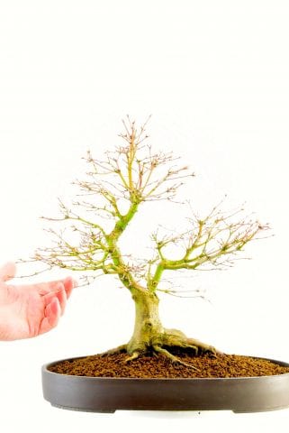Japanese Maple in winter with hand for scale