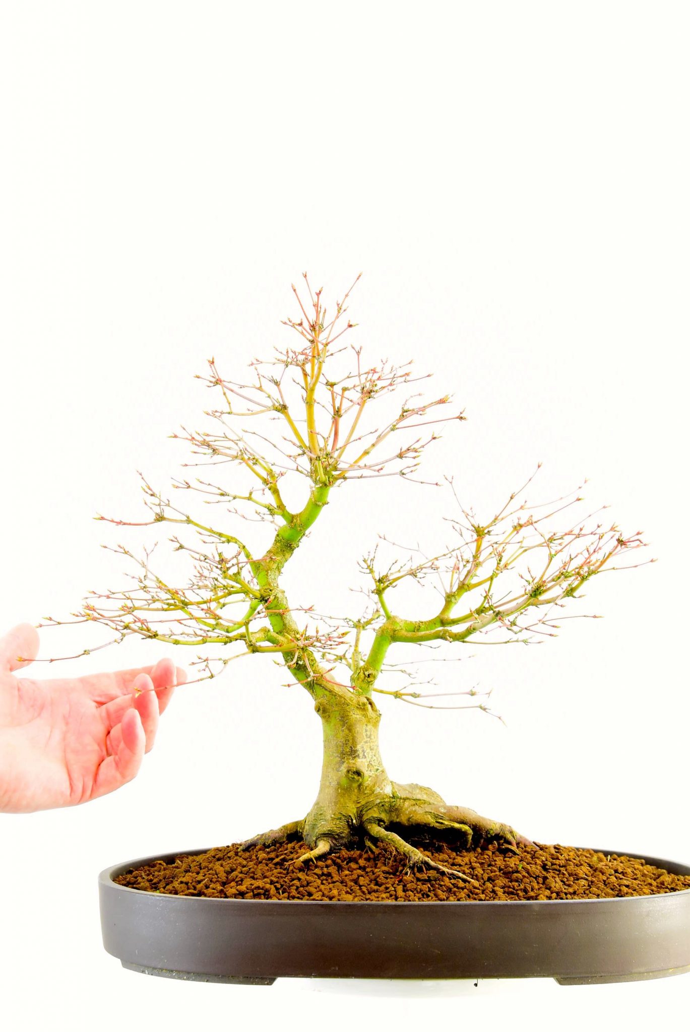 Japanese Maple in winter with hand for scale