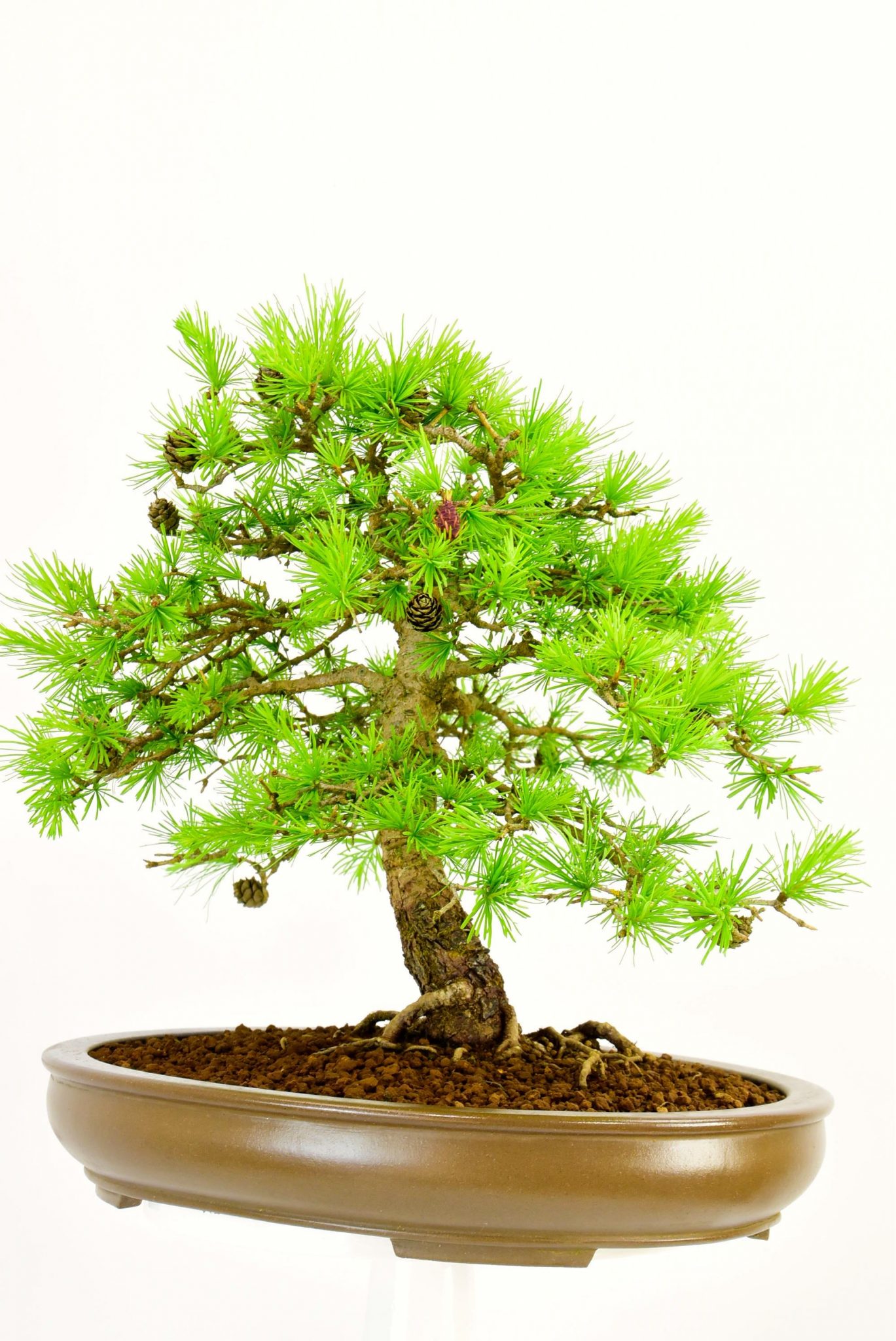 Specimen outdoor bonsai for sale