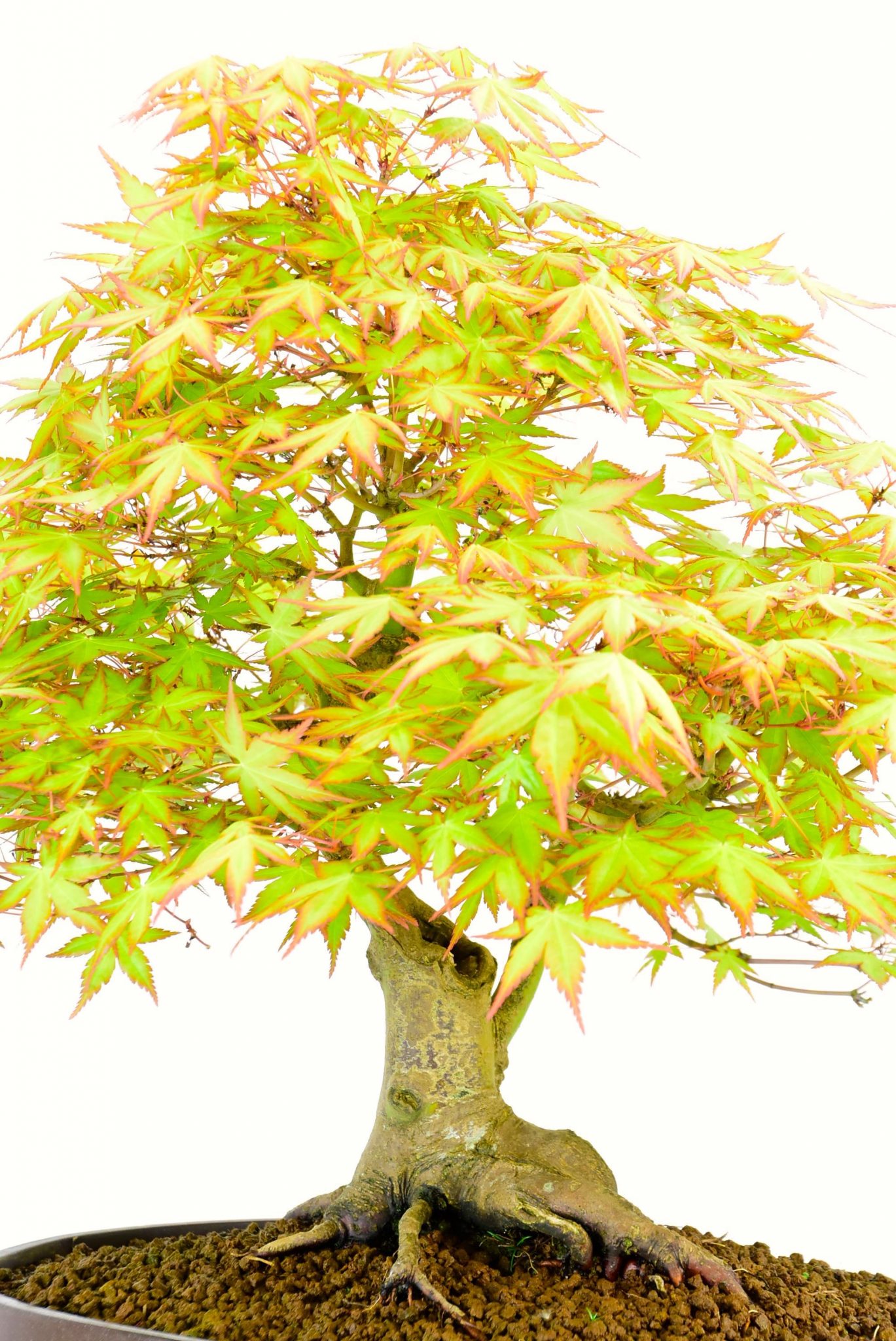 Close up of bonsai trunk