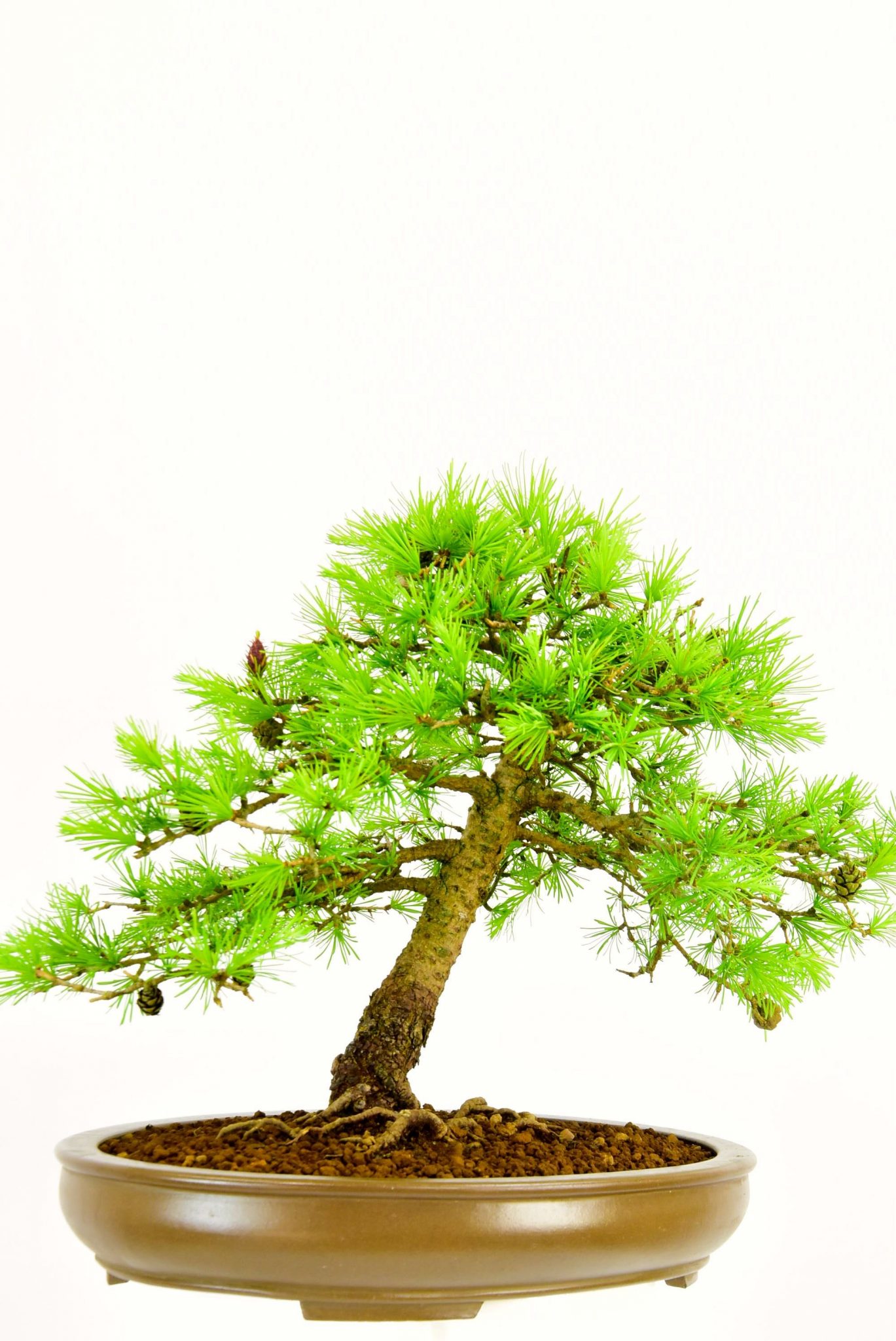 Outstanding proportions