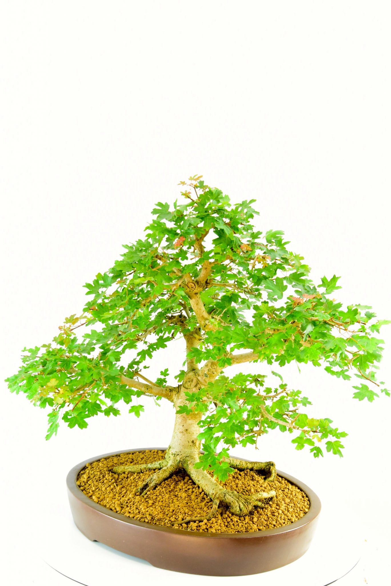 specimen Maple bonsai tree