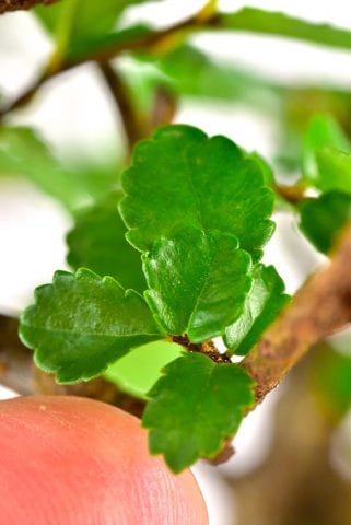Tiny serrated leaves of the Chinese Elm