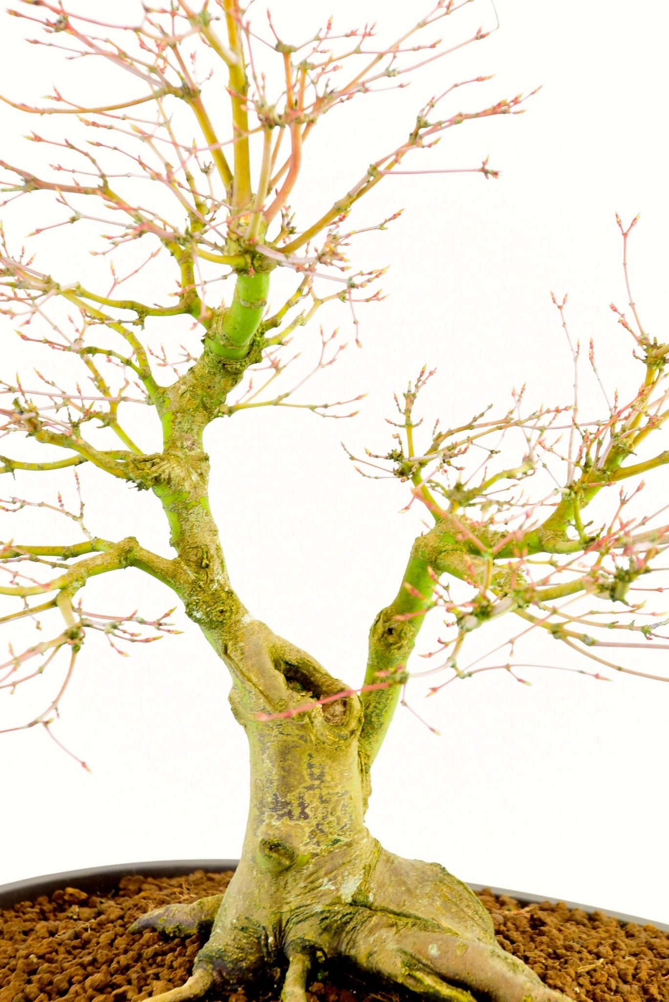 Excellent branch positioning