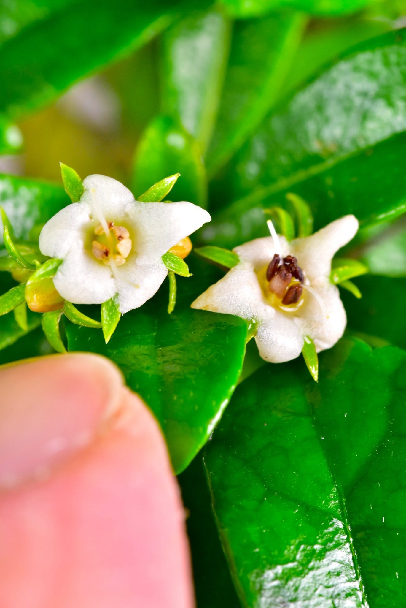 The tiny white flowers of the Oriental tea tree (Carmona) bonsai